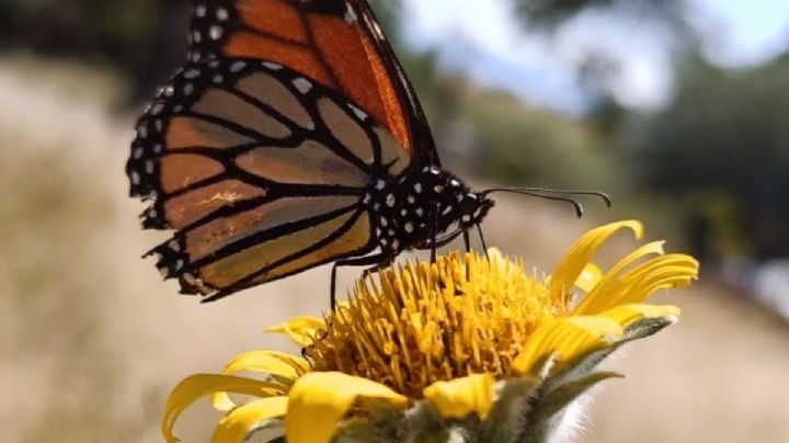 Se preparan en Acámbaro para la llegada de la mariposa monarca a Guanajuato