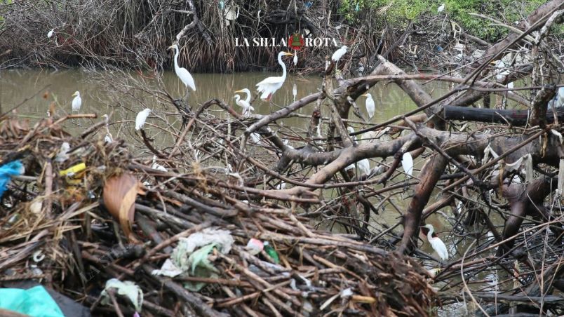 El manglar de la Laguna Negra, en la Zona Diamante de Acapulco, quedó devastado tras el paso del huracán John, afectando gravemente a diversas especies como garzas, patos, palomas, cocodrilos, cotorros, iguanas verdes, chichalacas y mapaches.