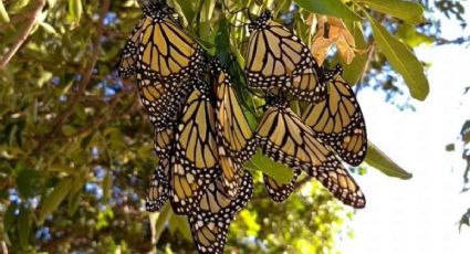 Ya entraron a México: Así llegan las mariposas monarcas a Guanajuato