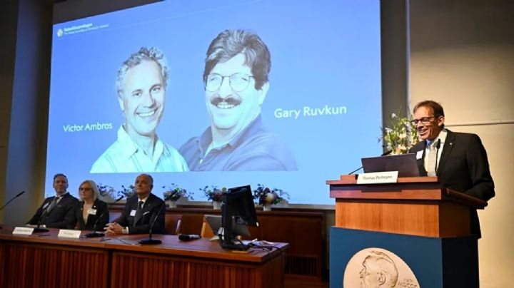 ¿Quiénes son Victor Ambros y Gary Ruvkun, ganadores del Nobel de Medicina 2024?