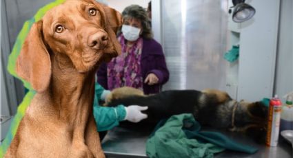 Buscan que ayuntamientos realicen más de 100,000 esterilizaciones caninas y felinas