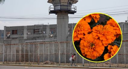 Reos cultivan flor de cempasúchil para vender en Día de Muertos