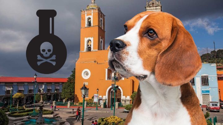 Real del Monte: Alertan por envenenamiento de perritos; así puedes denunciar