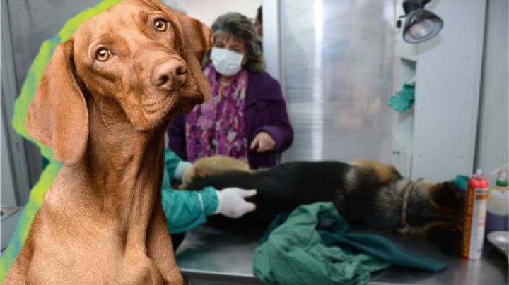 Buscan que ayuntamientos realicen más de 100,000 esterilizaciones caninas y felinas