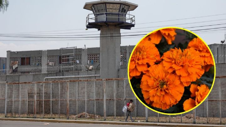 Reos cultivan flor de cempasúchil para vender en Día de Muertos