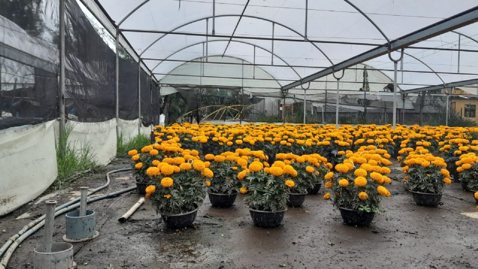 La inundación en el barrio Caltongo afectó a productores de plantas y flores