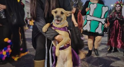 Perritos al Mictlán, así será este evento con causa organizado por rescatistas