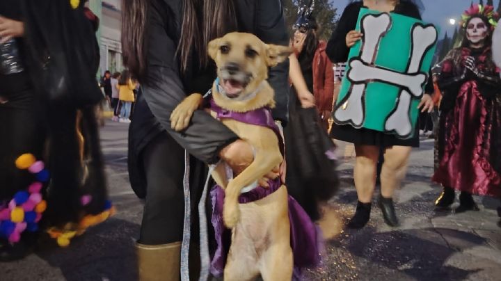 Perritos al Mictlán, así será este evento con causa organizado por rescatistas
