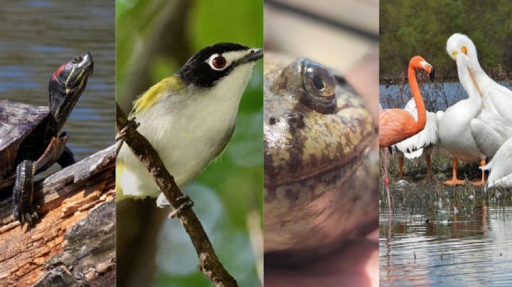 Estos animales dejarán de tener su hogar si se seca la presa de El Palote