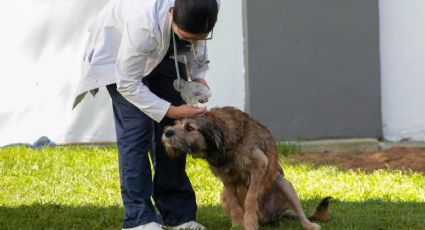 ¿Cuánto cobrará el hospital de perros? Este será el costo por los servicios que ofrecerá