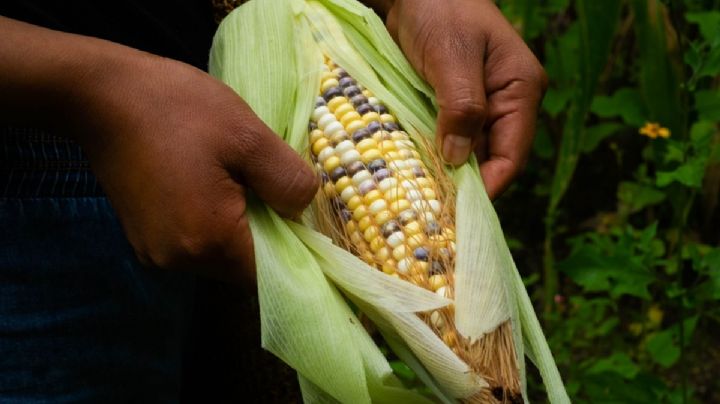 Sheinbaum envía a San Lázaro iniciativa en contra del maíz transgénico