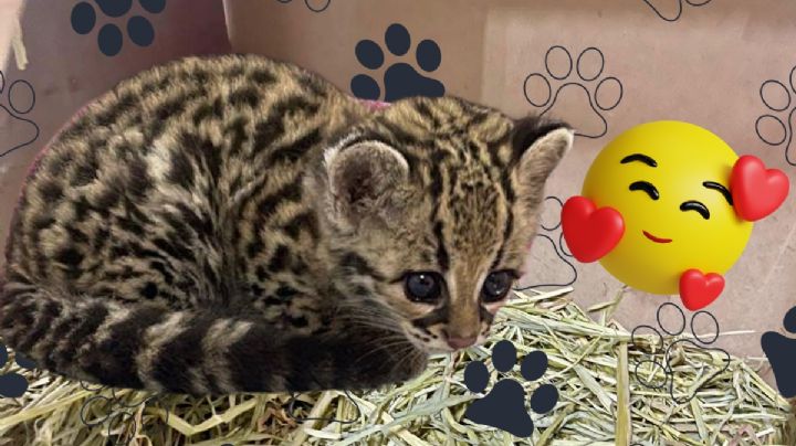 Tigrillo bebé, en peligro de extinción, lucha por sobrevivir; así su rehabilitación en Pachuca