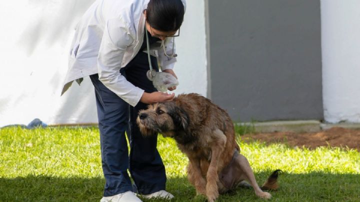 ¿Cuánto cobrará el hospital de perros? Este será el costo por los servicios que ofrecerá