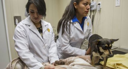 ¿Cuáles son los servicios que ofrecerá el nuevo Hospital Veterinario Público de León?