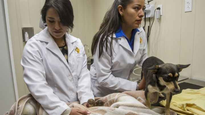 ¿Cuáles son los servicios que ofrecerá el nuevo Hospital Veterinario Público de León?