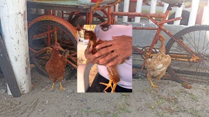 Buscan a Junior, pollo que vive en la playa de Villa del Mar en Veracruz