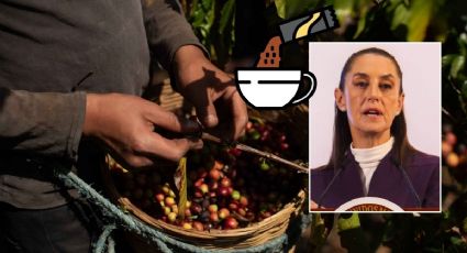 Café Bienestar: nuevo producto que compraría a campesinos en Veracruz