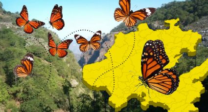 Este es el impresionante recorrido que hace la mariposa monarca por Hidalgo