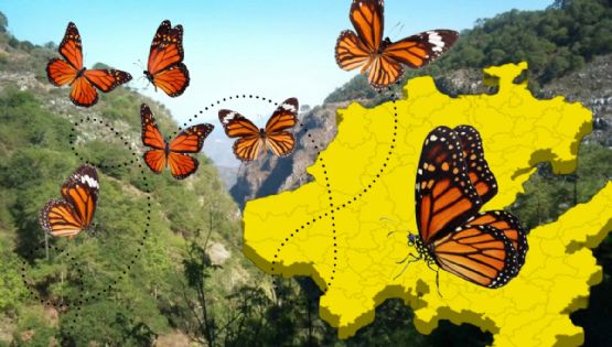 Este es el impresionante recorrido que hace la mariposa monarca por Hidalgo