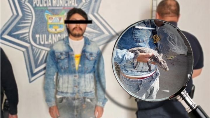 Hombre paseaba con su caimán en Tulancingo como mascota exótica y termina arrestado