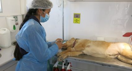 Anuncia Pachuca jornadas de esterilización para perros y gatos; aquí fechas y lugares