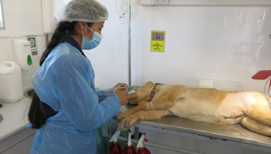 Anuncia Pachuca jornadas de esterilización para perros y gatos; aquí fechas y lugares