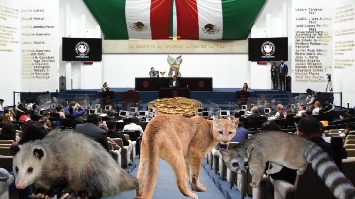 Legislador propone agregar figura de biocidio al Código Penal de Hidalgo