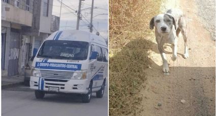 Maltrato animal: combi atropella a un perro de manera intencional en Pachuca