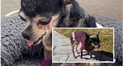 "Mi último día en la Tierra", así despiden a una perrita Chihuahua que fue atacada por otros perros