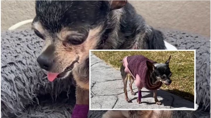 "Mi último día en la Tierra", así despiden a una perrita Chihuahua que fue atacada por otros perros