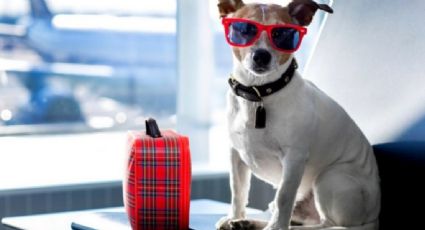 6 hoteles para perros en León: estas vacaciones, ¡Viaja tranquilo!