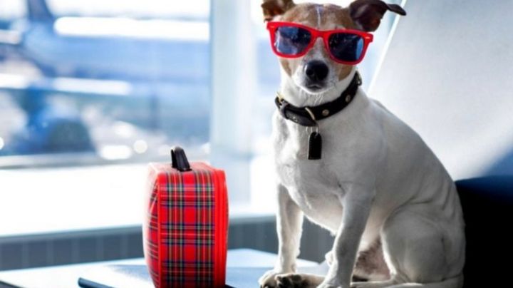 6 hoteles para perros en León: estas vacaciones, ¡Viaja tranquilo!