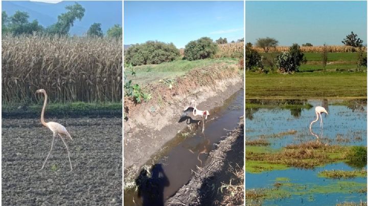 Captan extraña ave en Hidalgo; ha deambulado por 3 municipios | FOTOS