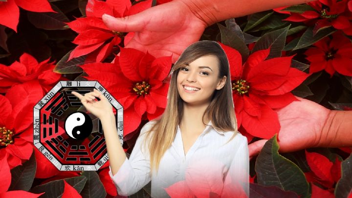 ¿Cómo debes colocar las Nochebuenas en tu casa? Esto dice el feng shui