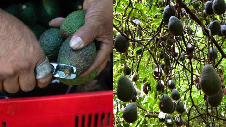 Aguacate hass daña al medio ambiente y están ligados al crimen organizado: SEDARPA