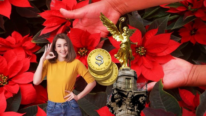 Festival de Flores de Nochebuena 2024: Así podrás comprarlas hasta en 40 pesos en Reforma