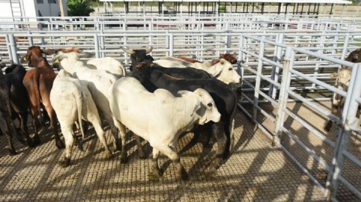 ¿Por qué EU cerró la frontera con México por el gusano barrenador del ganado?