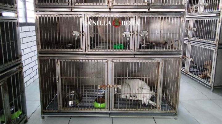 Sandra Cuevas abrió hotel para perros abandonados y luego lo olvidó