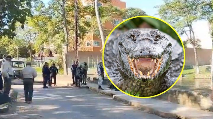 ¿Qué sabemos del joven que fue comido por cocodrilos en Tabasco?