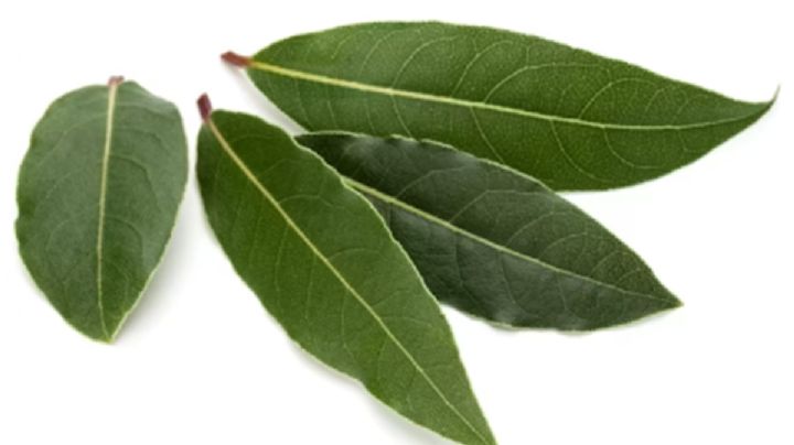 Por esta razón debes llevar una hoja de laurel siempre en tu billetera