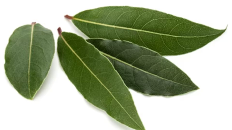 Las hojas del laurel