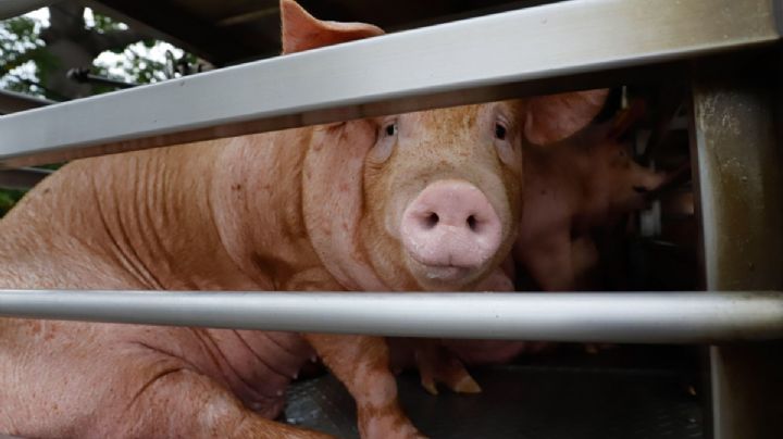Dinamarca impondrá impuestos a cerdos por eructos y estiércol