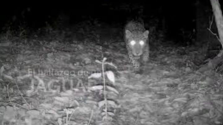 Captan por primera vez a un jaguar silvestre en Guanajuato