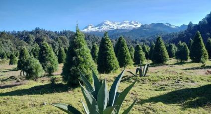 Árboles de Navidad en Edomex: ¿Dónde ir por el tuyo?