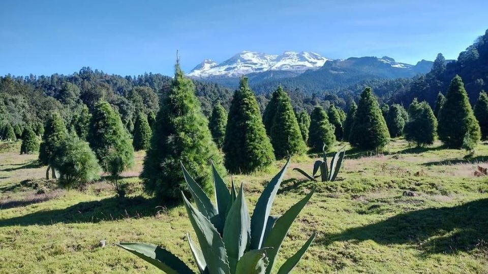 Árboles de Navida en el Edomex