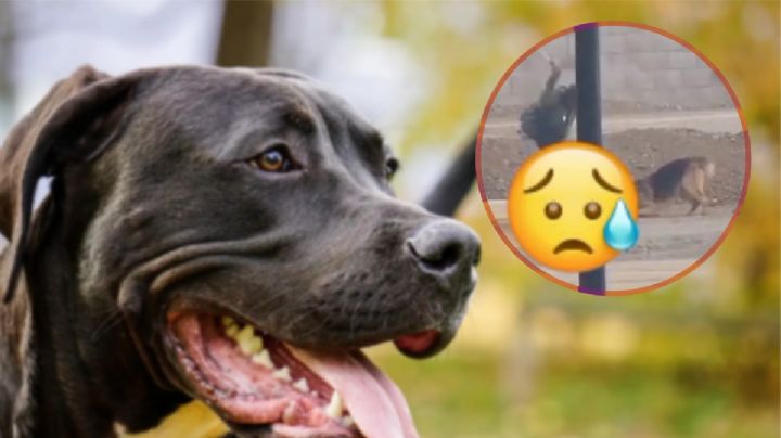 Hombre machetea a 2 perros en fraccionamiento residencial; ya lo buscan