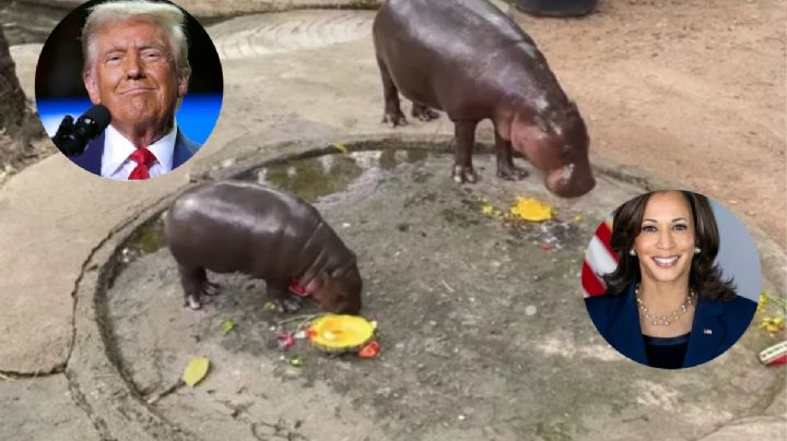 Bebé hipopótamo hace su elección entre Donald Trump y Kamala Harris