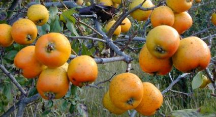 Conoce al tejocote, el bello árbol que crece en las sierras de Guanajuato