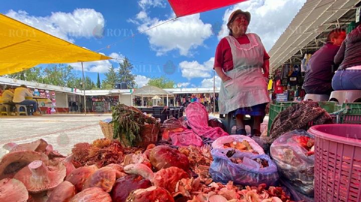 Los hongos del monte, desde hace 15 años son el sustento de María Guadalupe