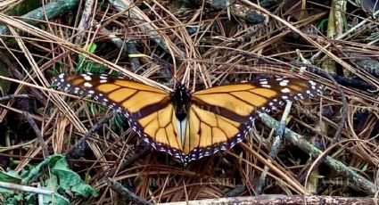 Mariposa monarca: comienza a dejarse ver en el Edomex